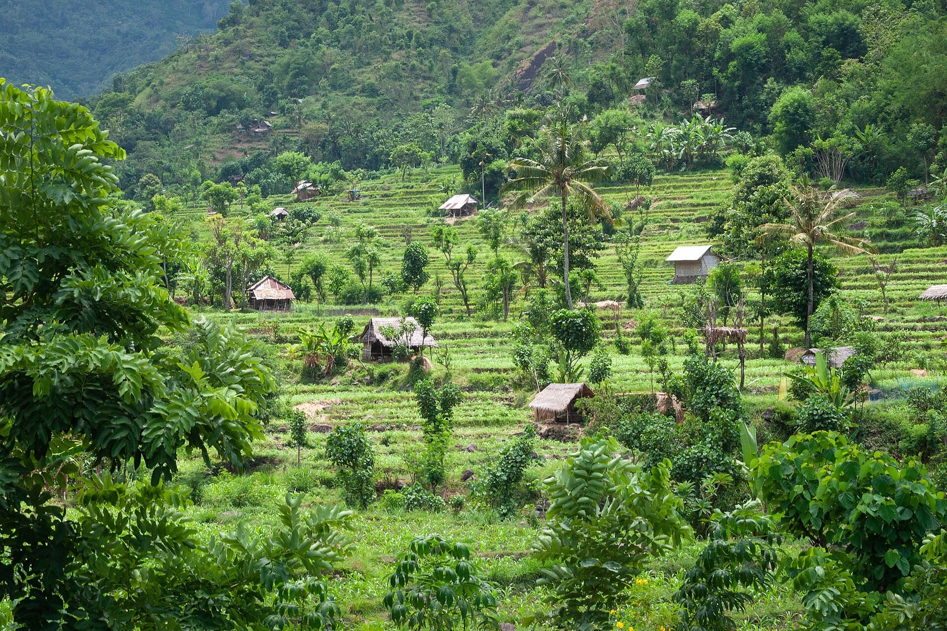 Rice terraces in East Bali, Indonesia